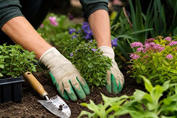 Profissional cuidando de canteiro de plantas ornamentais